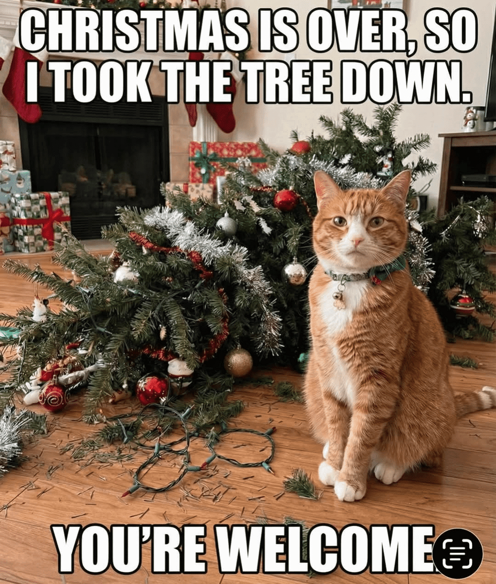 meme kucing dan pohon