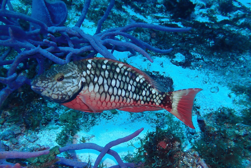 stoplight parrotfish