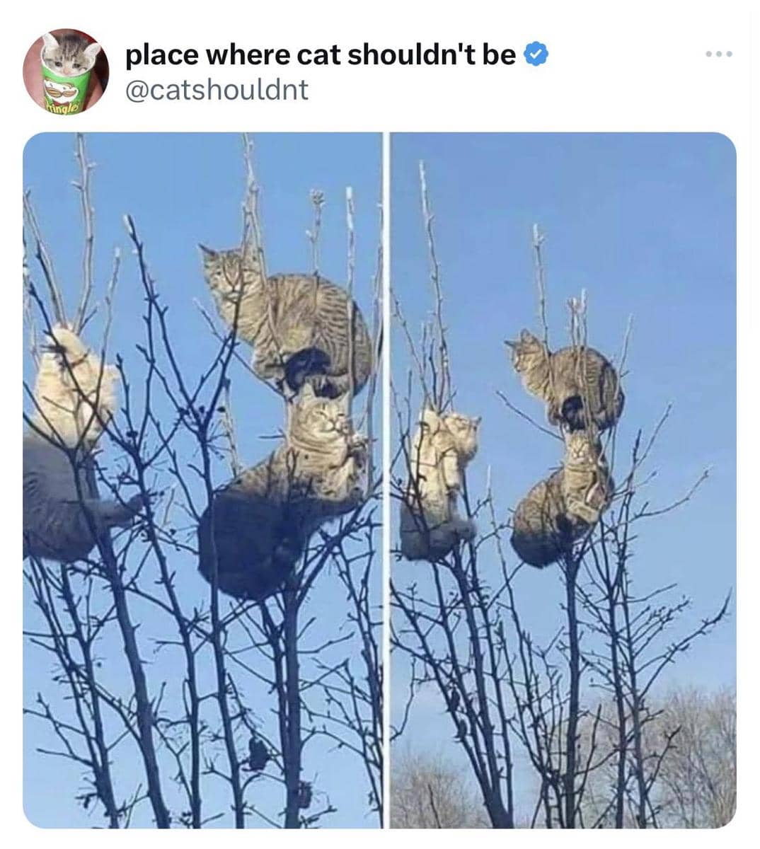 meme kucing dan pohon