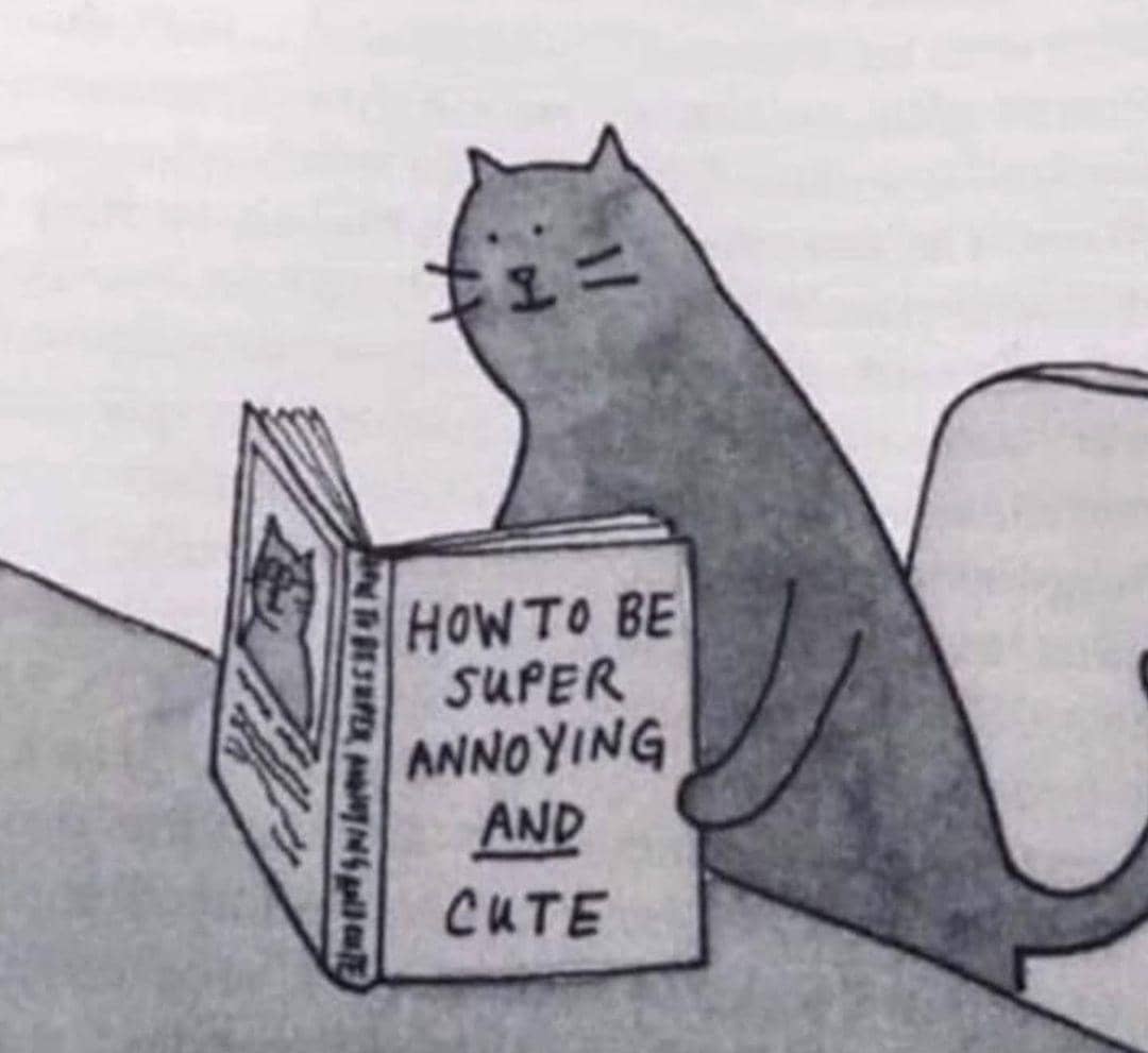 meme kucing dan buku