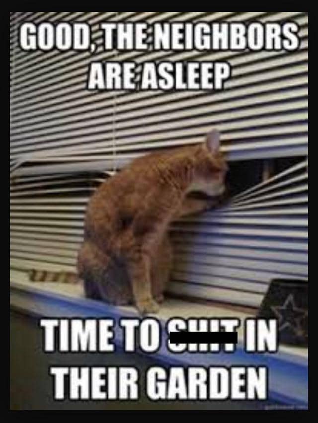 meme kucing tentang tetangga