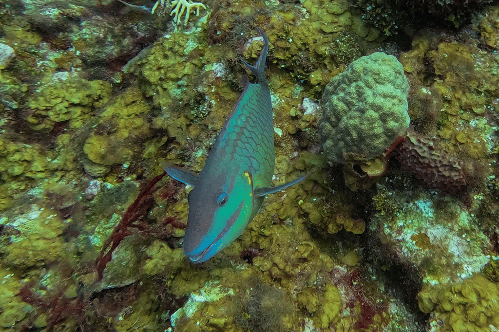 stoplight parrotfish