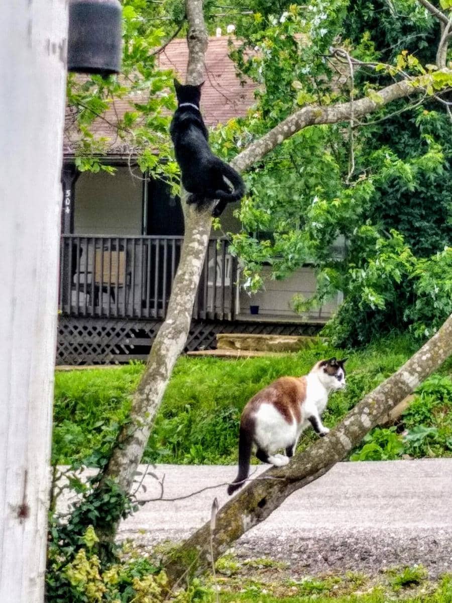 meme kucing dan pohon