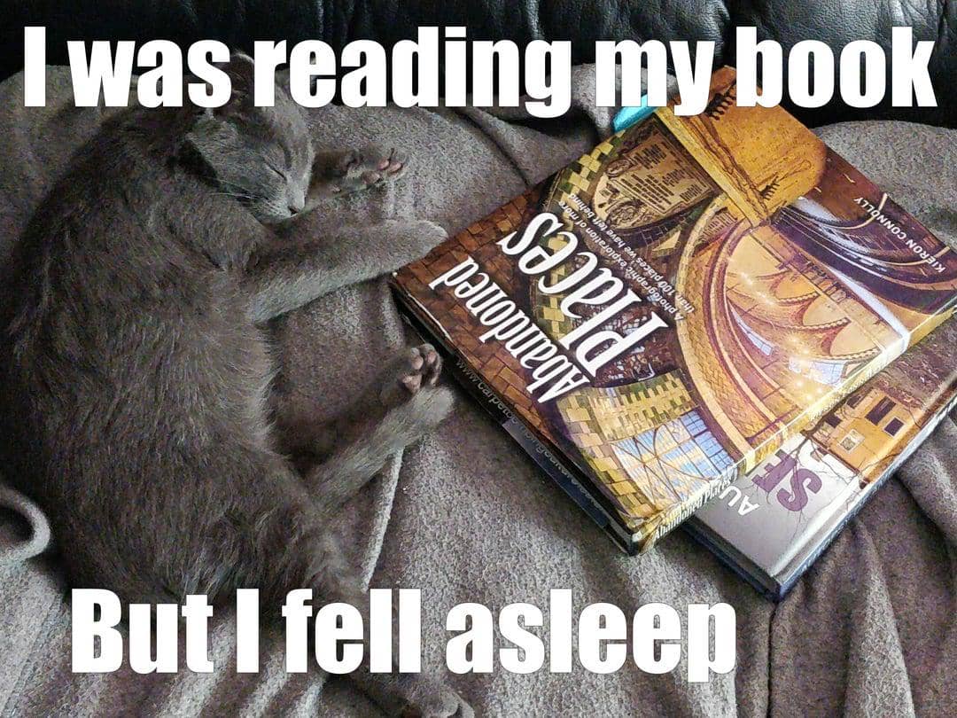 meme kucing dan buku