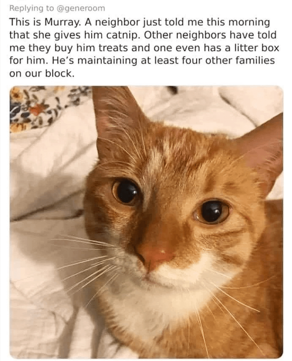 meme kucing tentang tetangga