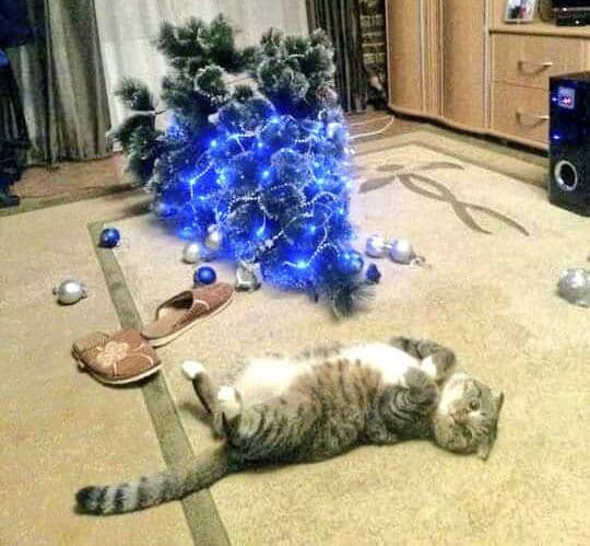 meme kucing dan pohon