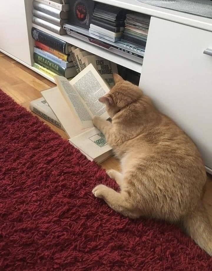 meme kucing dan buku