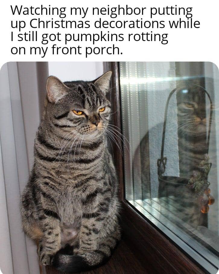 meme kucing tentang tetangga