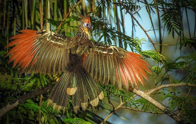 Burung Hoatzin