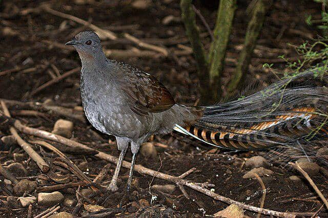 Burung Lyrebird