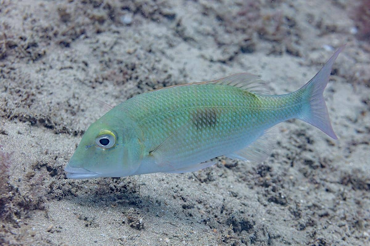 5 Fakta Menarik Lencam Tompel, Dijual dalam Keadaan Segar