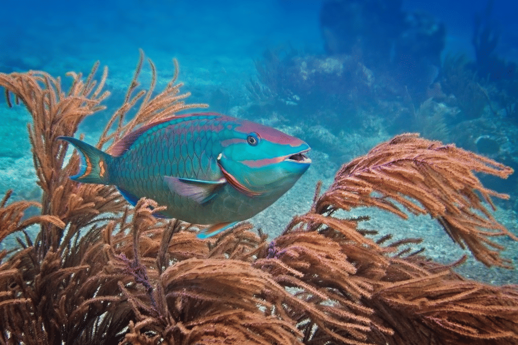 stoplight parrotfish