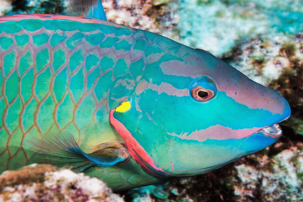 5 Fakta Unik dan Menarik Stoplight Parrotfish, Ikan Berkelamin Ganda