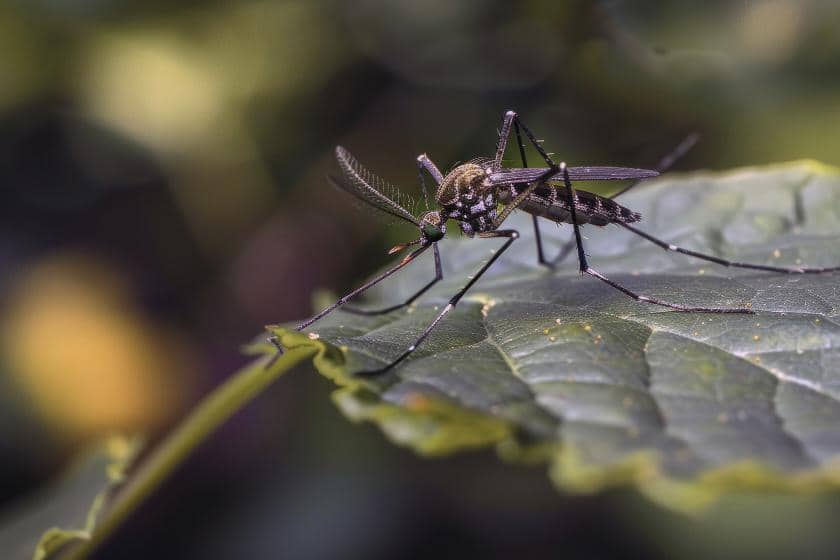 Kenapa Nyamuk Lebih Aktif di Malam Hari?