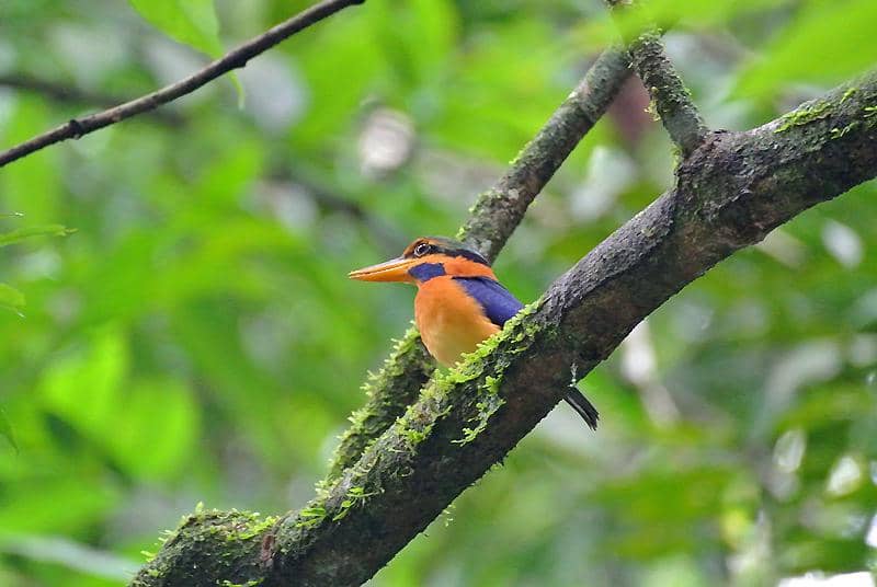 Burung Actenoides concretus