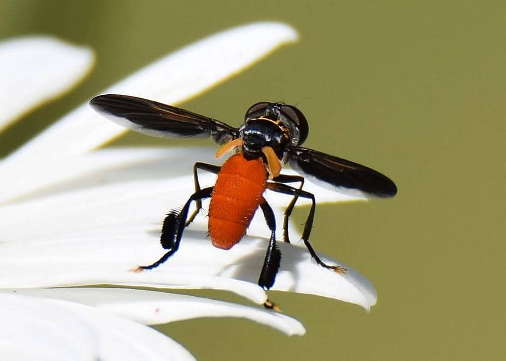 5 Fakta Swift Feather Legged Fly, Lalat Kaki Bulu si Pengendali Hama 
