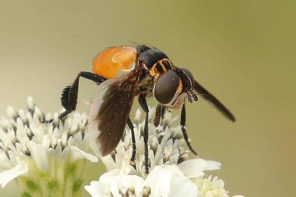 Lalat Trichopoda pennipes