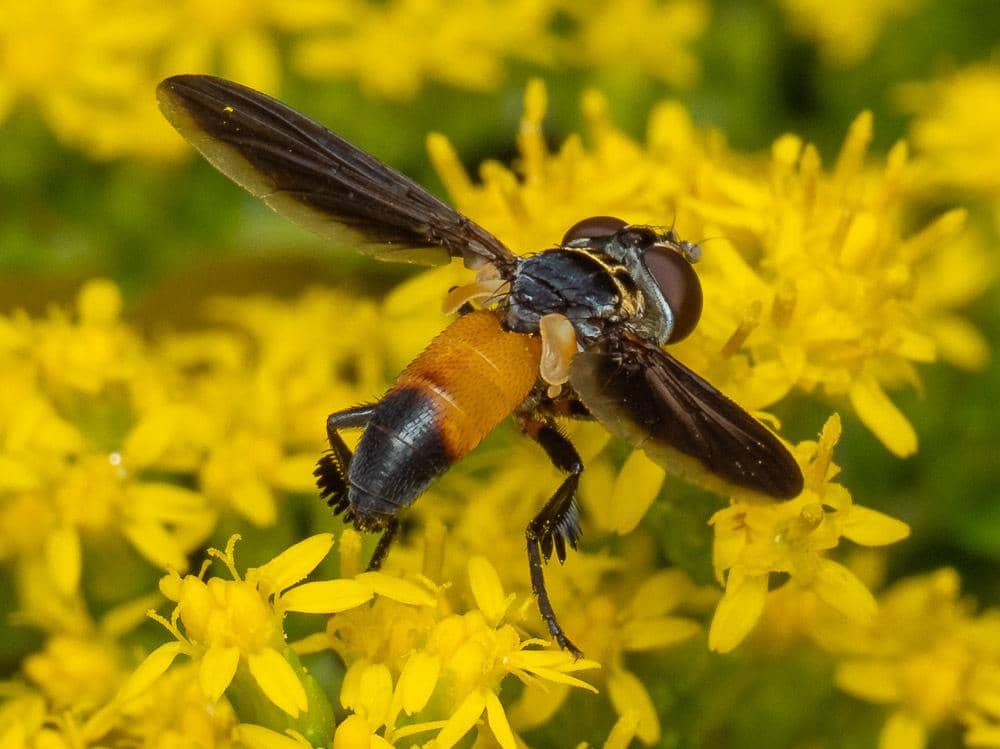 Lalat Trichopoda pennipes