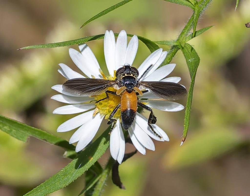 Lalat Trichopoda pennipes