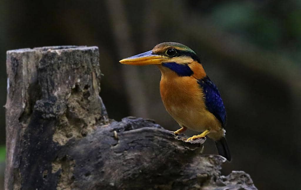 Burung Actenoides concretus