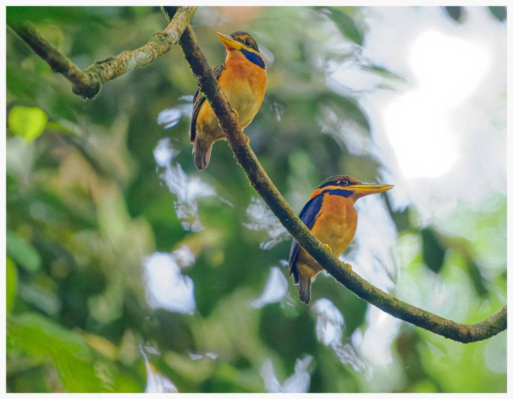 Burung Actenoides concretus