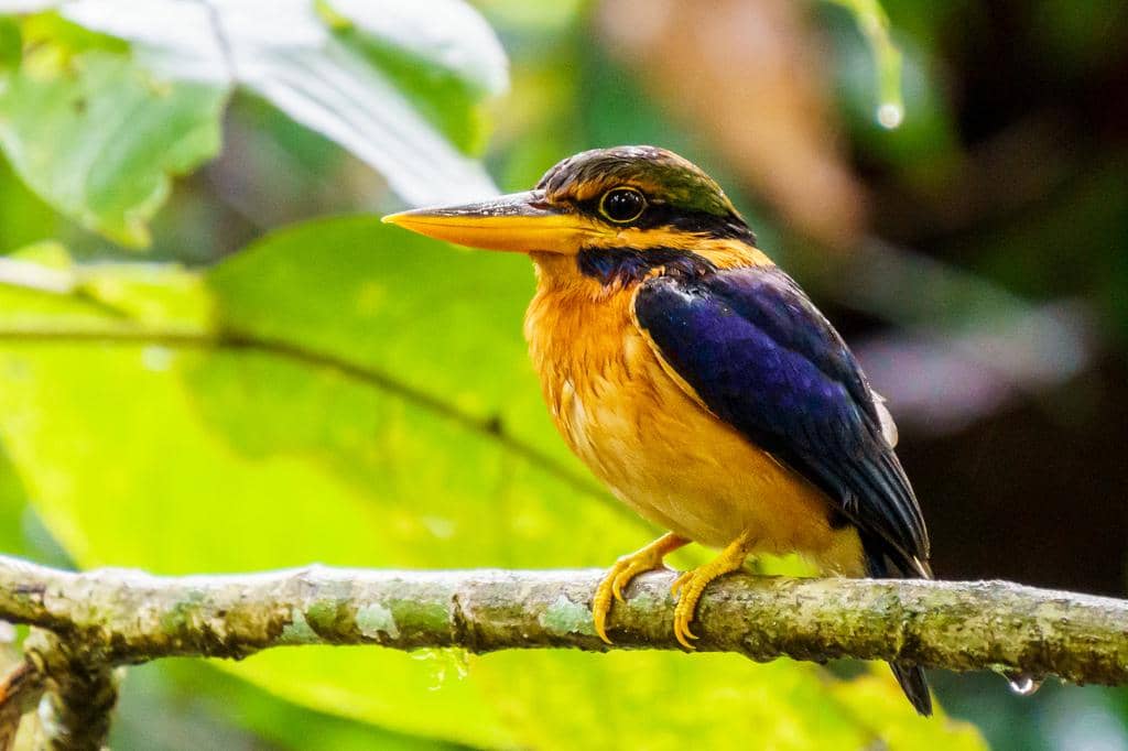 Burung Actenoides concretus