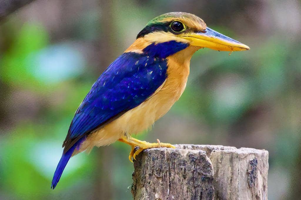 5 Fakta Rufous Collared Kingfisher, Cekakak Hutan Melayu yang Menawan