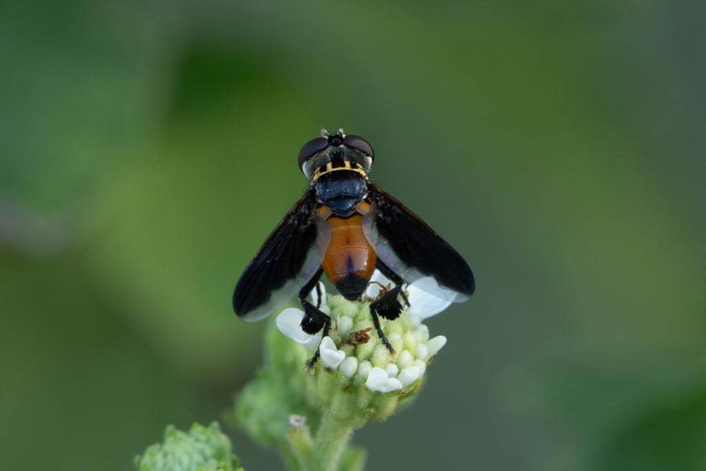Lalat Trichopoda pennipes