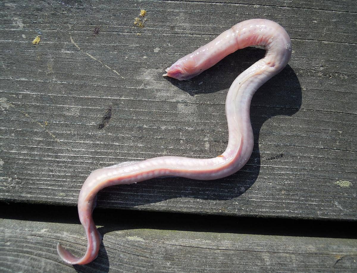 Hagfish
