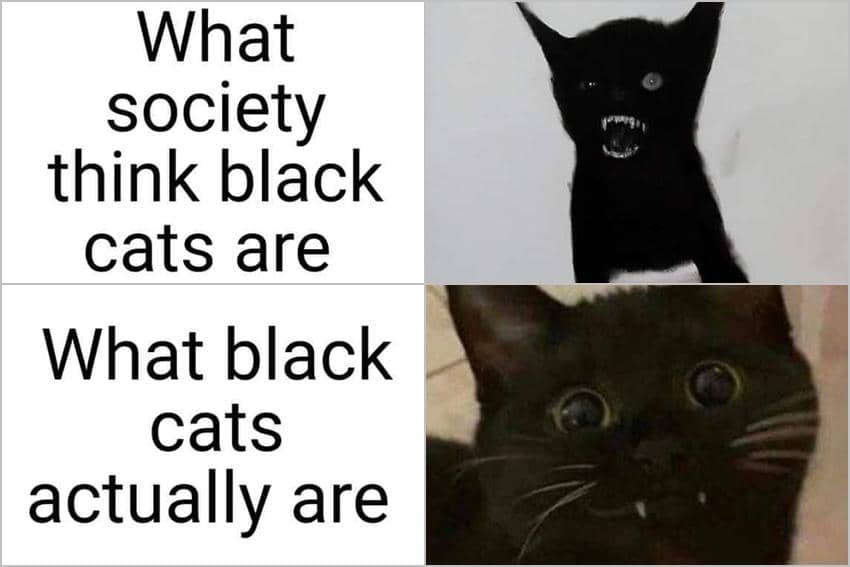 8 Meme Kucing Hitam, Stereotipe Pembawa Sial Cuma Mitos!