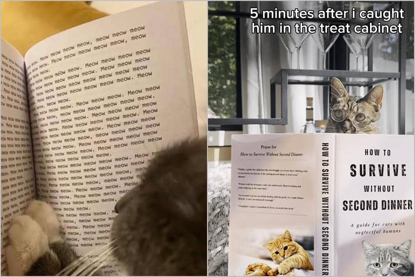 8 Meme Kucing dan Buku, Emangnya Mereka Bisa Baca?