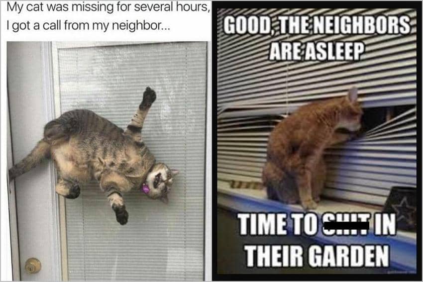 8 Meme Kucing tentang Tetangga, Malah Ngerusuh, bah!