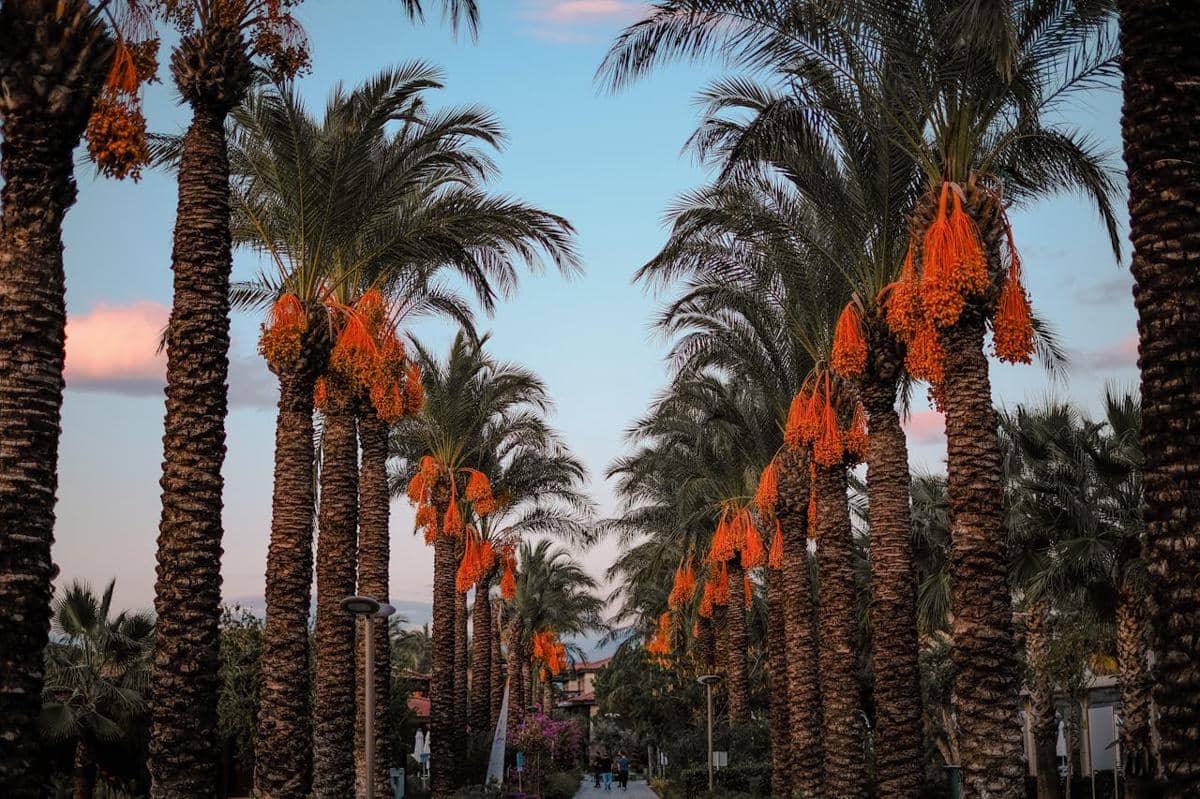 ilustrasi pohon kurma 