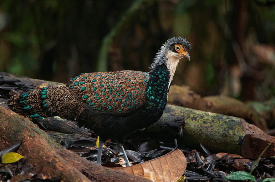 burung bornean peacock pheasant