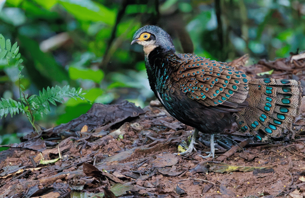 burung bornean peacock pheasant