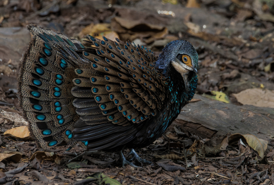 burung bornean peacock pheasant