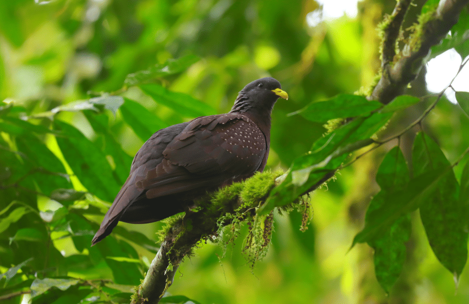 5 Fakta Maroon Pigeon, Merpati dengan Warna Unik Penghuni Hutan Lembap
