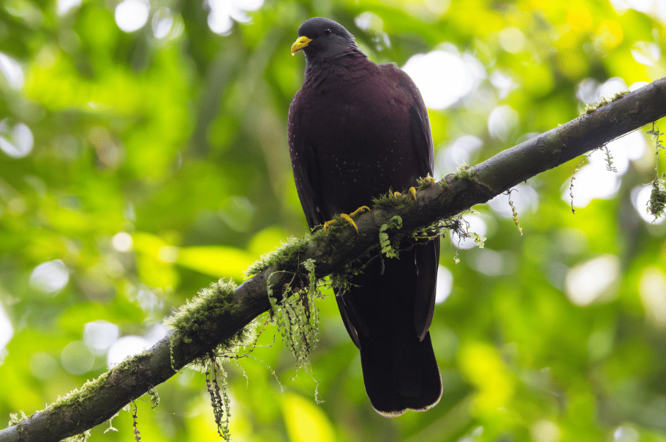 burung maroon pigeon