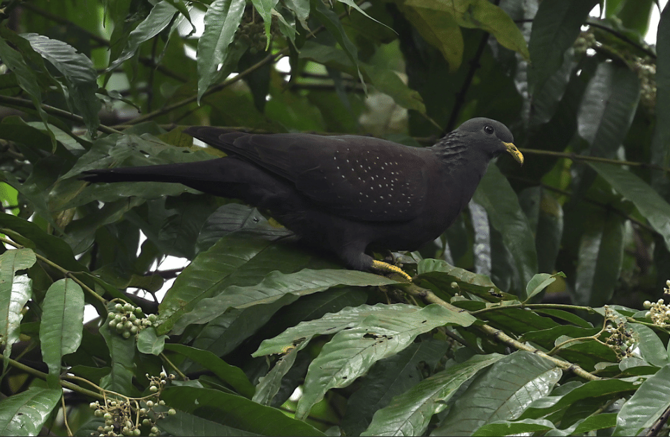 burung maroon pigeon