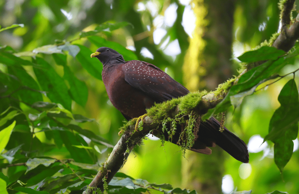burung maroon pigeon