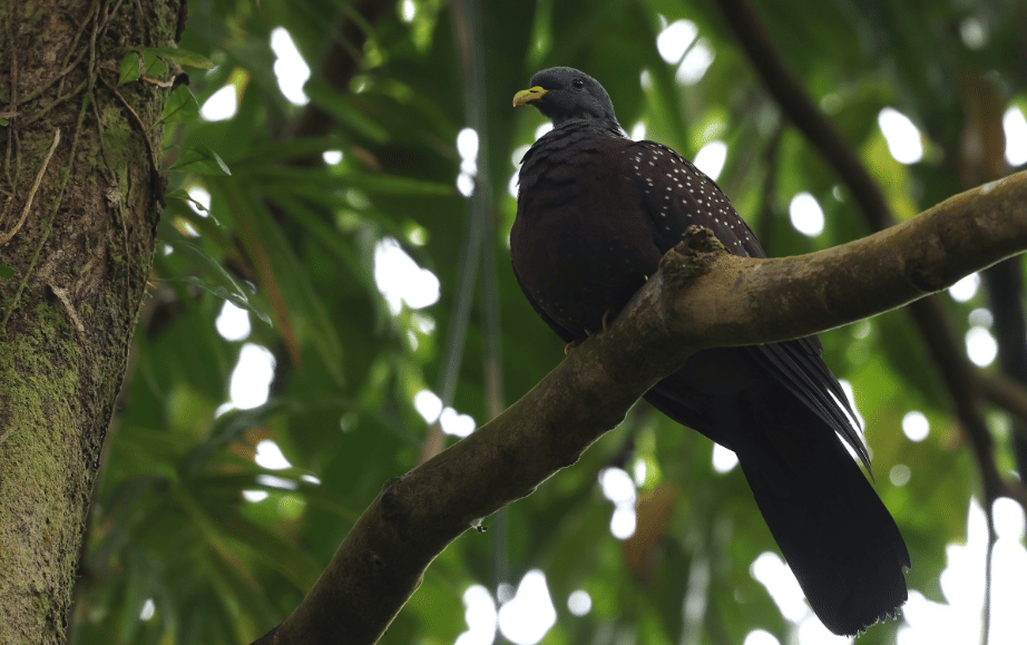burung maroon pigeon