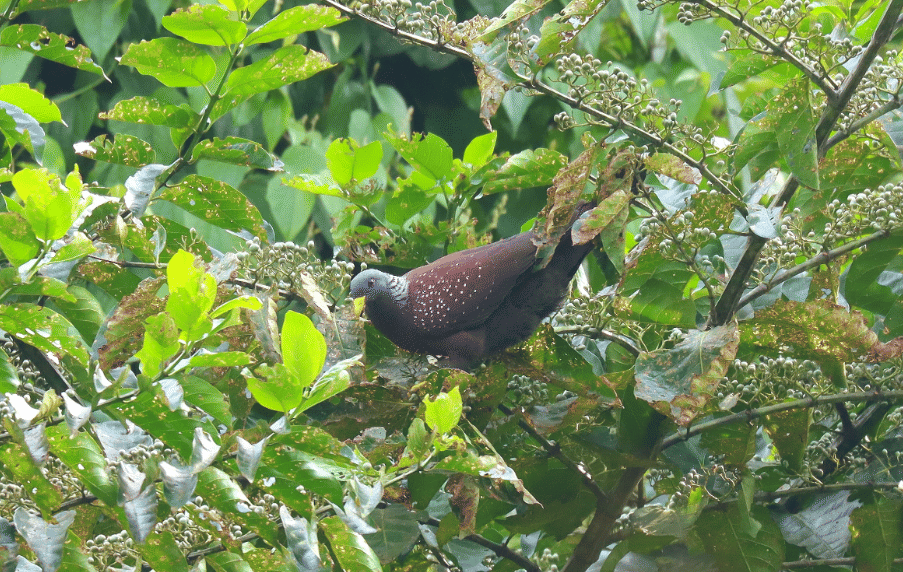 burung maroon pigeon