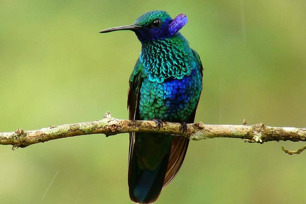 5 Fakta Sparkling Violetear, Kolibri Agresif dengan Telinga Ungu Unik