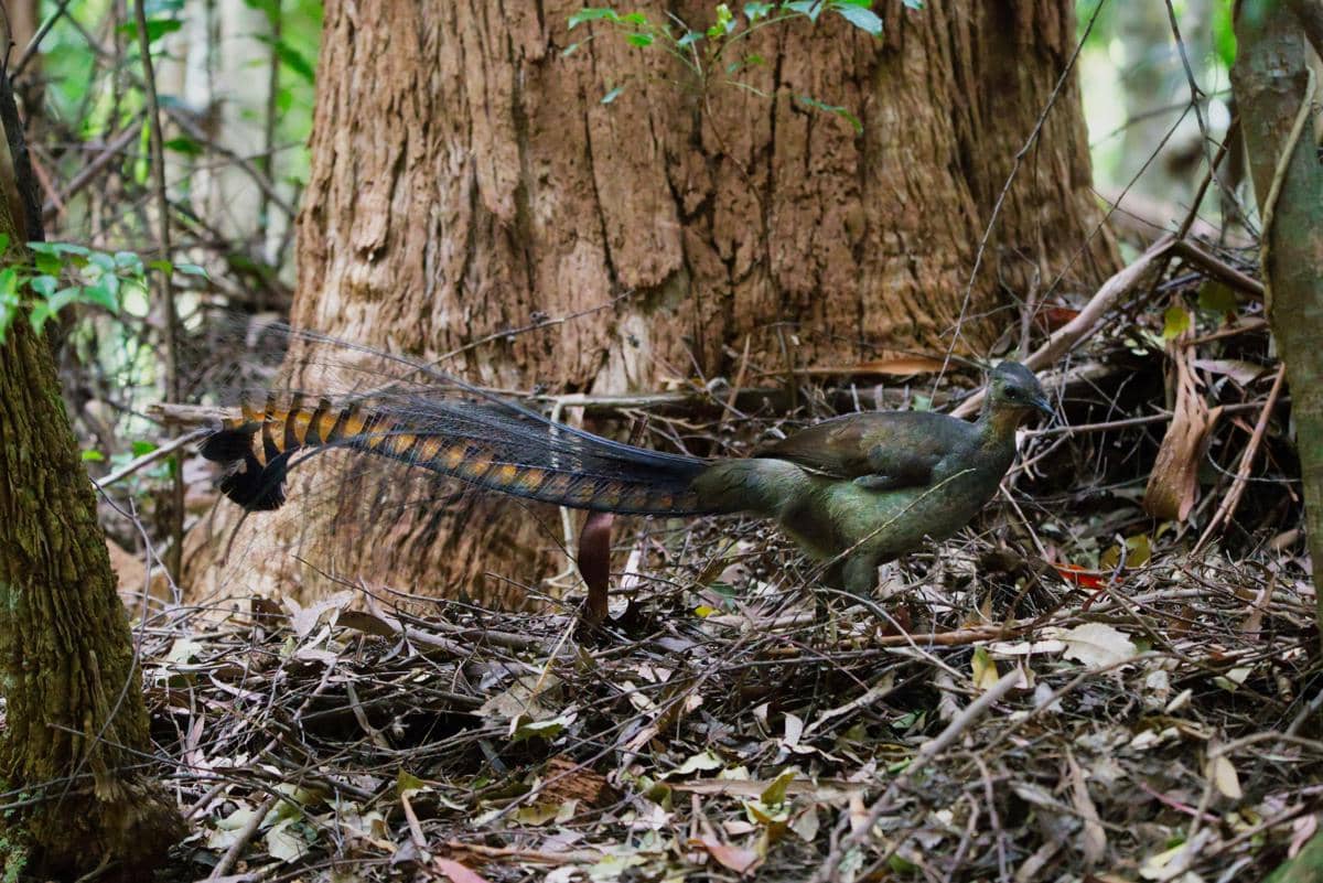 Burung Lyrebird