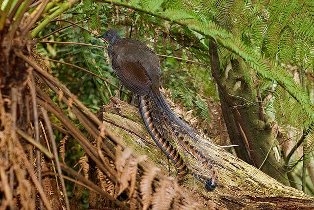 Burung Lyrebird