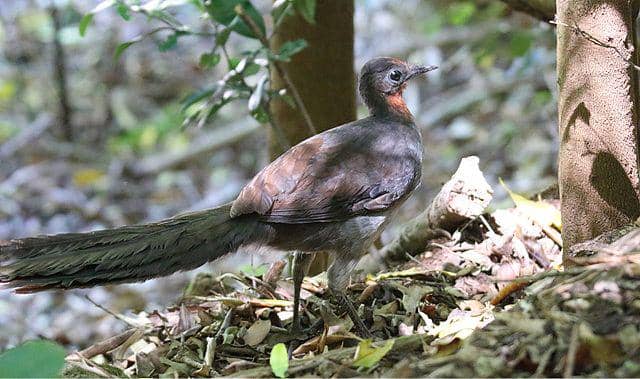 Burung Lyrebird