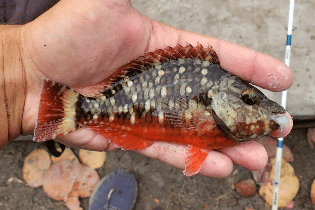 stoplight parrotfish