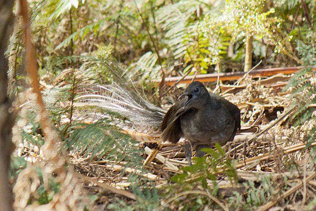 Burung Lyrebird