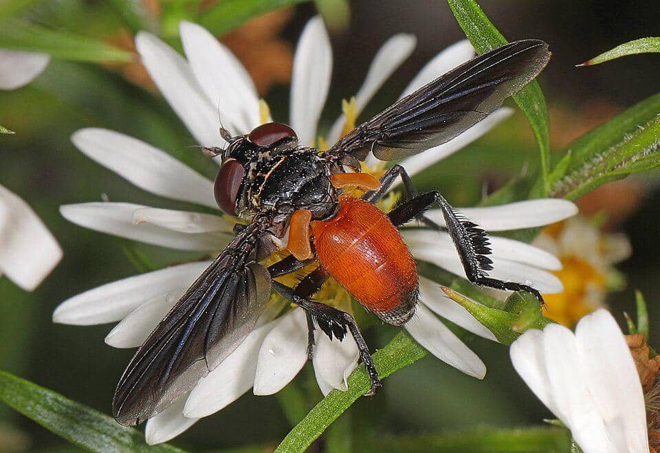 Lalat Trichopoda pennipes