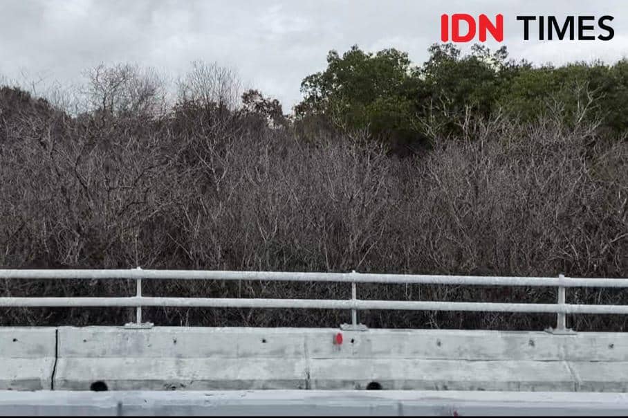 Tim Peneliti UNUD Nyatakan Mangrove Mati Terkontaminasi Solar